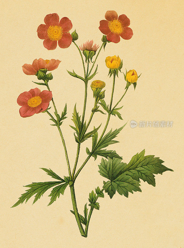 Avens |古董花卉插图